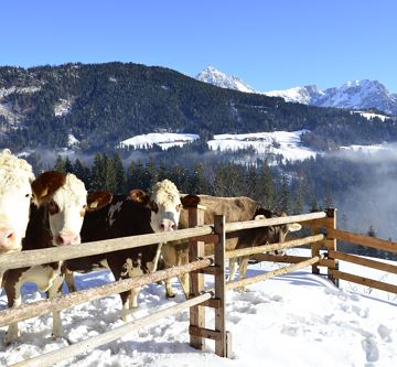Kühe im Winterauslauf
