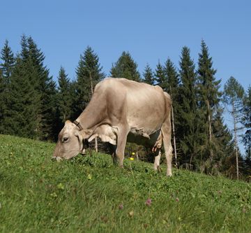 saftige Wiesen umgeben den Hof