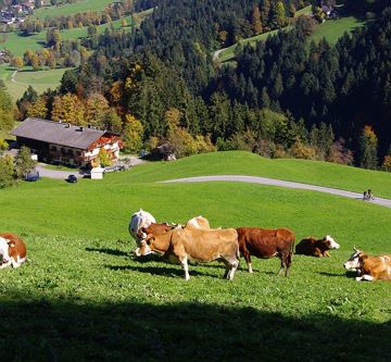 Ferienbauernhof 'Unterobhaus' - Niedermühlbichler