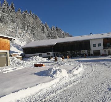 Kühe im Schnee