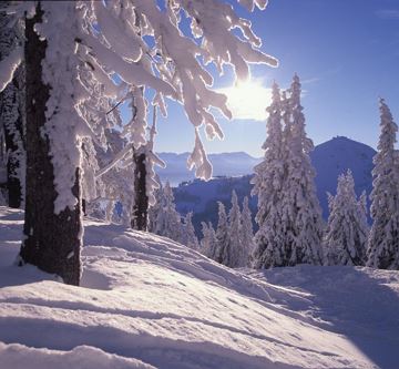 baeume_verschneit_hohe_salve_wilder_kaiser_1