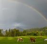 Regenbogenklein