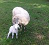 Oberseebach Scheffau Tiere