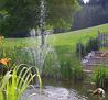 Teich