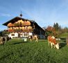 1 Hirschbichlhof mit Kühen auf der Weide