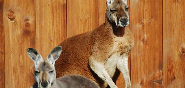 Kangaroos