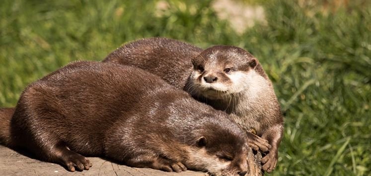 Seeotter