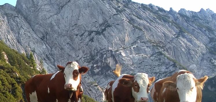 Obere Steinbergalm_Kühe mit Berg