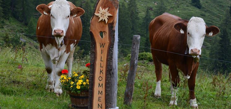Obere Steinbergalm_Kühe