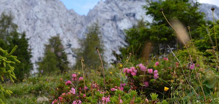 Obere Steinbergalm_Wiese_Aussicht