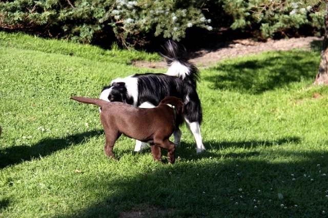 Hundeschule 