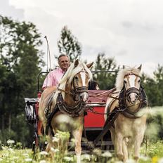 Horse-drawn carriage rides Achlhof