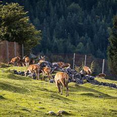Wildgehege - Wochenbrunner Alm