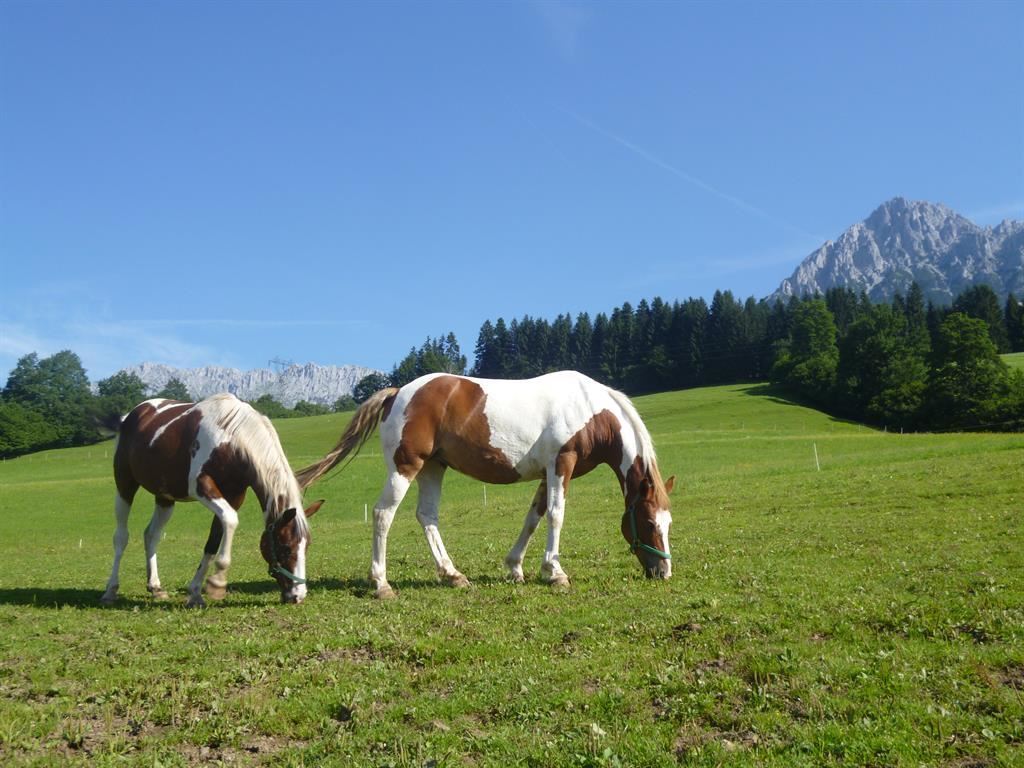 Hinterwaldhof - Ellmau