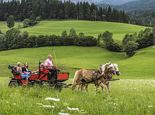 Horse drawn carriage ride to the film town of the Bergdoktor