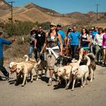 Dog Pack Walk