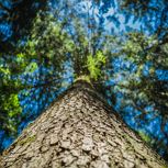 Waldbaden im erlebnisreichen Kaiserwald