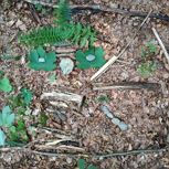 Forest bathing