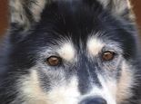 Huskytag Dienstag