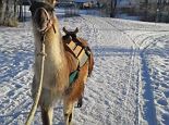 Winterliches Lama Trekking am Wilden Kaiser