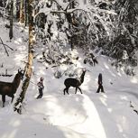 Llama trekking at the foot of Wilder Kaiser mountains