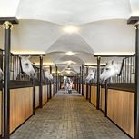 Guided tour of the Lipizzaner stud farm
