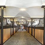 Guided tour of the Lipizzaner stud farm