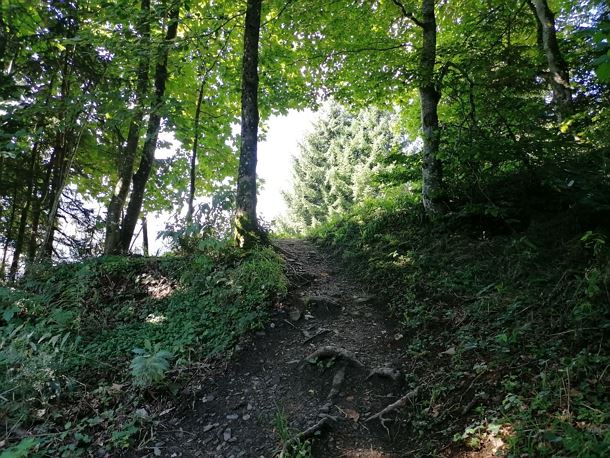 Going_Hollenau_Astberg_Weg_Nr7_Sommer2021_Daniela_Pfeiler (7).jpg