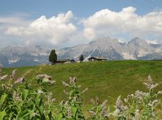 11er-Kaiserblick-Runde