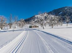 snowshoe hiking 