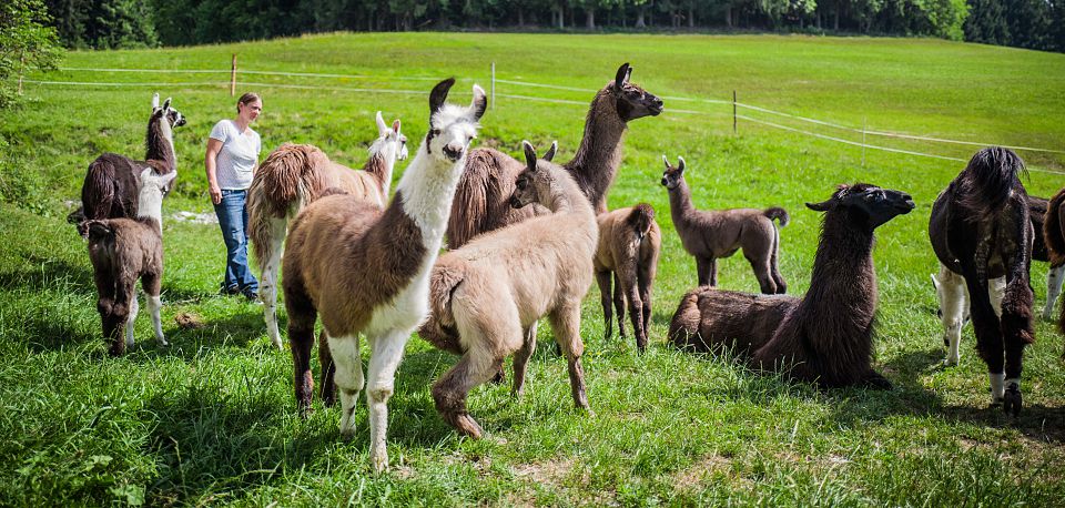 Activity programme for families