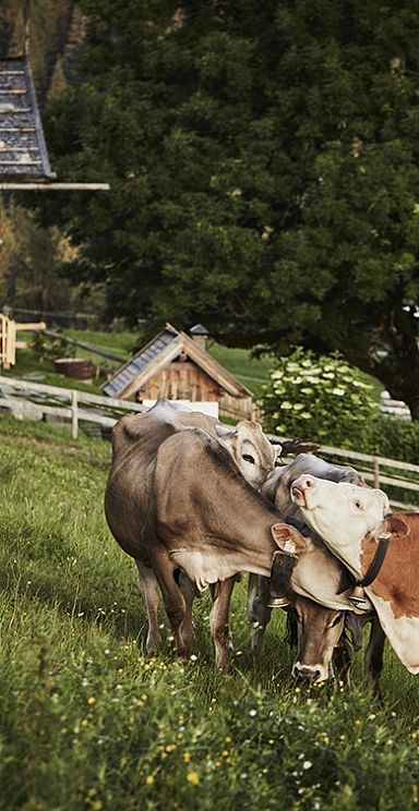Zwei Kühe stehen auf einer grünen Wiese vor einer traditionellen Holzhütte in alpiner Landschaft mit üppigen Bäumen im Hintergrund.