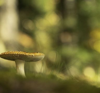 Ein einzelner Pilz wächst auf moosbedecktem Waldboden, umgeben von verschwommenem Hintergrund mit grünen und gelben Herbsttönen in einem Wald.