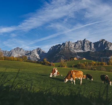 Grüne Wiese mit Kühen im Vordergrund und dem imposanten Wilder Kaiser Gebirge im Hintergrund unter blauem Himmel mit weißen Wolken.