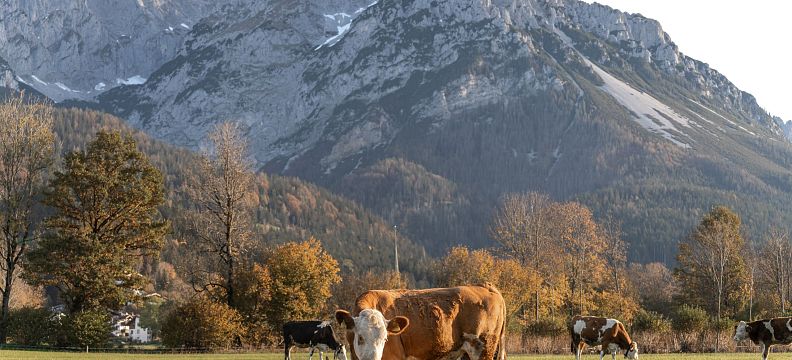 Kühe auf einer grünen Wiese vor beeindruckendem Bergpanorama im Herbst. Der Himmel ist klar, die herbstlichen Bäume leuchten in verschiedenen Farbtönen.