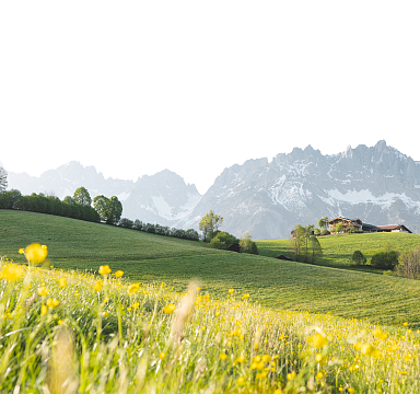 Blühende Wiesen im Vordergrund mit gelben Blumen, darüber eine Hügellandschaft mit vereinzelten Bäumen und einem Bauernhof, umrahmt von schneebedeckten Bergen.