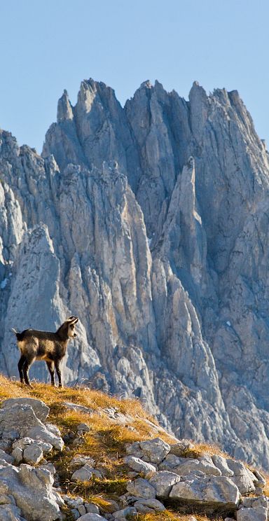 Ein Steinbock steht auf einer felsigen Bergwiese vor der beeindruckenden Kulisse der schroffen Gipfel des Wilder Kaiser Gebirges bei klarem Himmel.