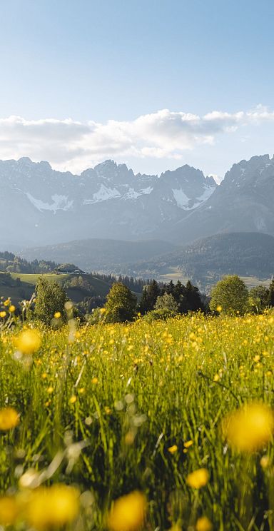 A scenic view of the Wilder Kaiser mountains, towering over a vibrant field of yellow wildflowers, against a backdrop of clear blue sky and distant hills.