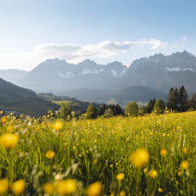 A scenic view of the Wilder Kaiser mountains, towering over a vibrant field of yellow wildflowers, against a backdrop of clear blue sky and distant hills.