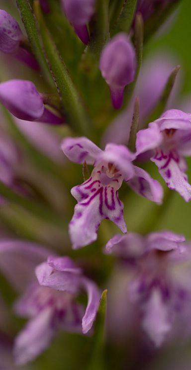 Nahaufnahme von zarten, violett gefärbten Blüten mit dunkleren Streifen auf den Blütenblättern vor unscharfem grünem Hintergrund.