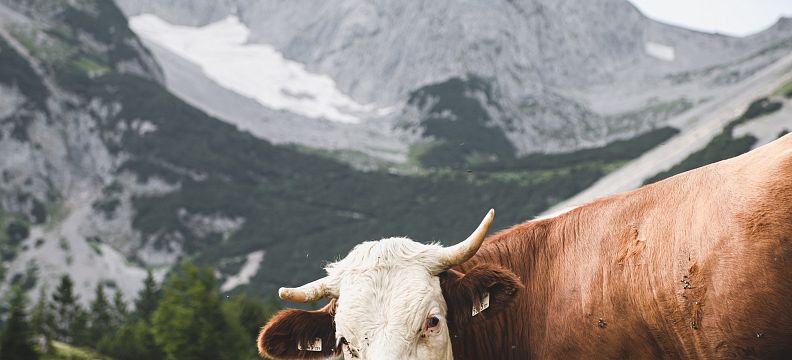 Eine Kuh steht auf einer Almwiese vor einer beeindruckenden Bergkulisse mit felsigen Gipfeln und grünen Tälern in den Alpen.