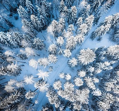 Aerial view of a snow-covered forest with tall pine trees, showcasing a serene, winter landscape with shades of white and blue.