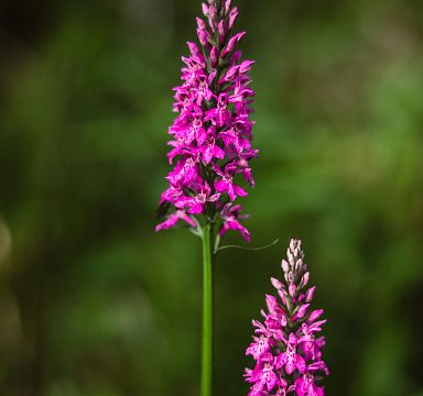 Leuchtend pinkes Knabenkraut auf Sommerwiese