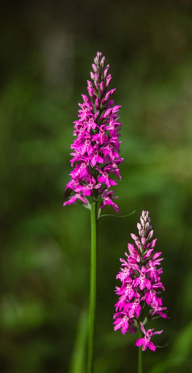 Leuchtend pinkes Knabenkraut auf Sommerwiese