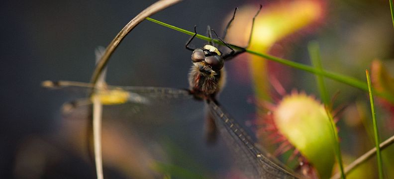 Nahaufnahme einer Libelle, die an einem Pflanzenstängel sitzt. Im Hintergrund ist unscharfes Grün und eine rote Pflanze zu sehen.