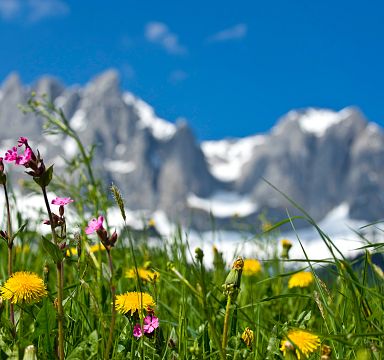 Bunte Wiesenblumen vor einem schneebedeckten Bergmassiv unter klarem blauem Himmel. Eine idyllische Alpenlandschaft im Frühling oder Sommer.