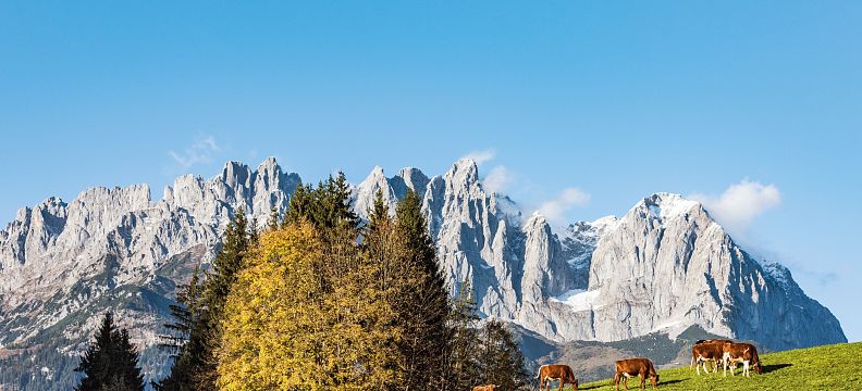 A scenic view of the Wilder Kaiser mountains in Tyrol, with a green pasture in the foreground where cows graze, set against a clear blue sky.