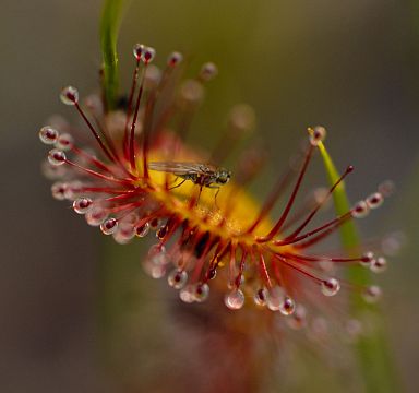 Nahaufnahme einer fleischfressenden Pflanze mit leuchtend roten Tentakeln und kleinen Wassertropfen, die eine kleine Fliege gefangen hat. Naturdetail.