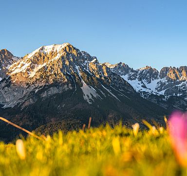 Mountain peaks of the Wilder Kaiser under a clear blue sky, with colorful wildflowers in the foreground, creating a serene and picturesque landscape.