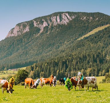 Bunte Kühe grasen auf einer grünen Wiese vor einem beeindruckenden Bergmassiv unter klarem blauem Himmel in einer idyllischen Alpenlandschaft.